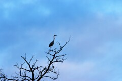 木のてっぺんにアオサギ