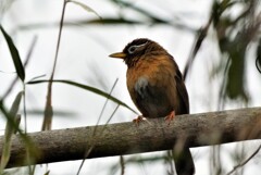 木に止まるガビチョウ