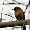 木に止まるガビチョウ