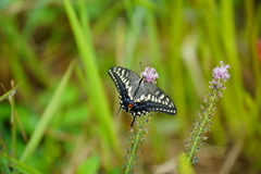 動かぬアゲハ蝶