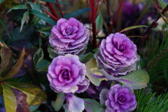 色綺麗な葉ボタン