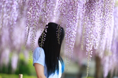 藤の花を見つめる