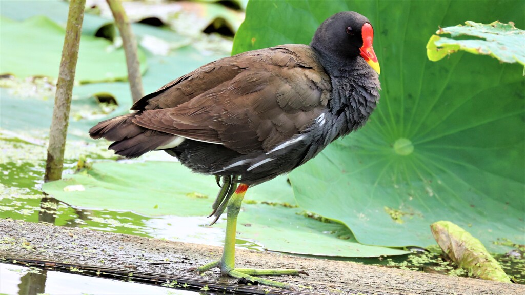 蓮池のバン