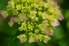 紫陽花の小花