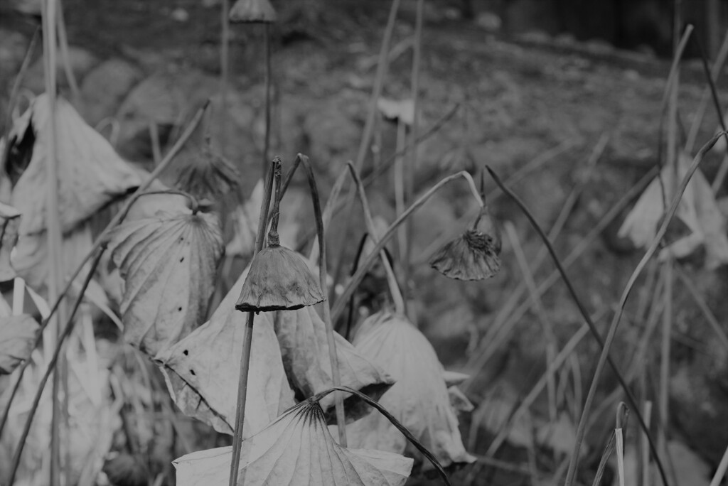 見向きもしなくなった蓮池