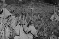 見向きもしなくなった蓮池