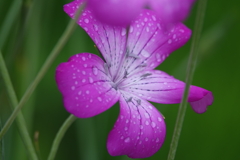 雨の麦ナデシコ１