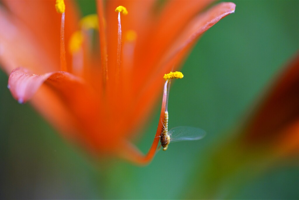 くっ付き虫？