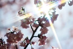 煌めく桜