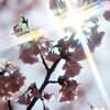 煌めく桜