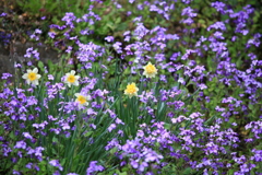 ムラサキハバナと水仙