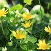 野の花２