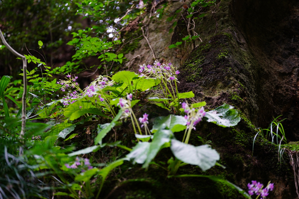 岸壁のイワタバコ