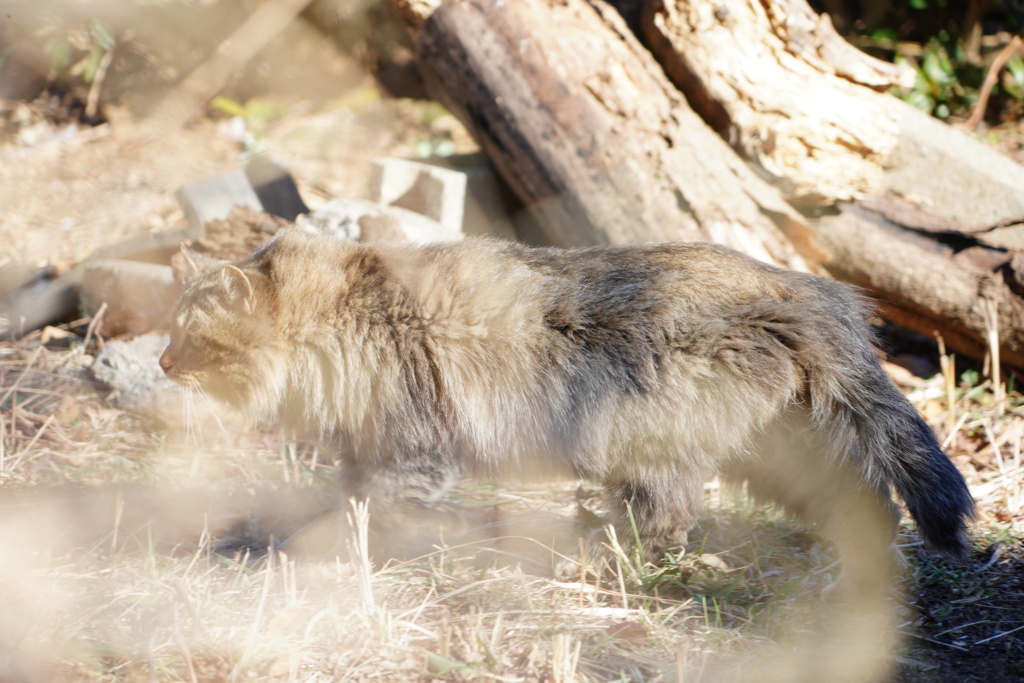 猫の散歩