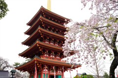 五重塔と桜