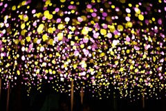 森の中の電気ホタル？