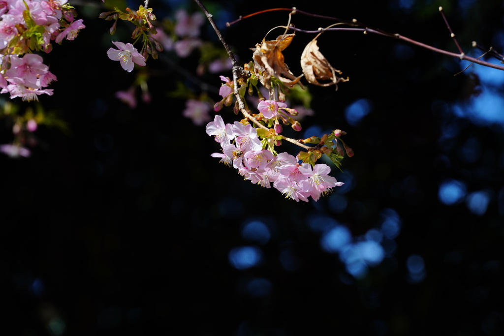 桜前線２