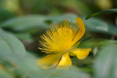 最後の花