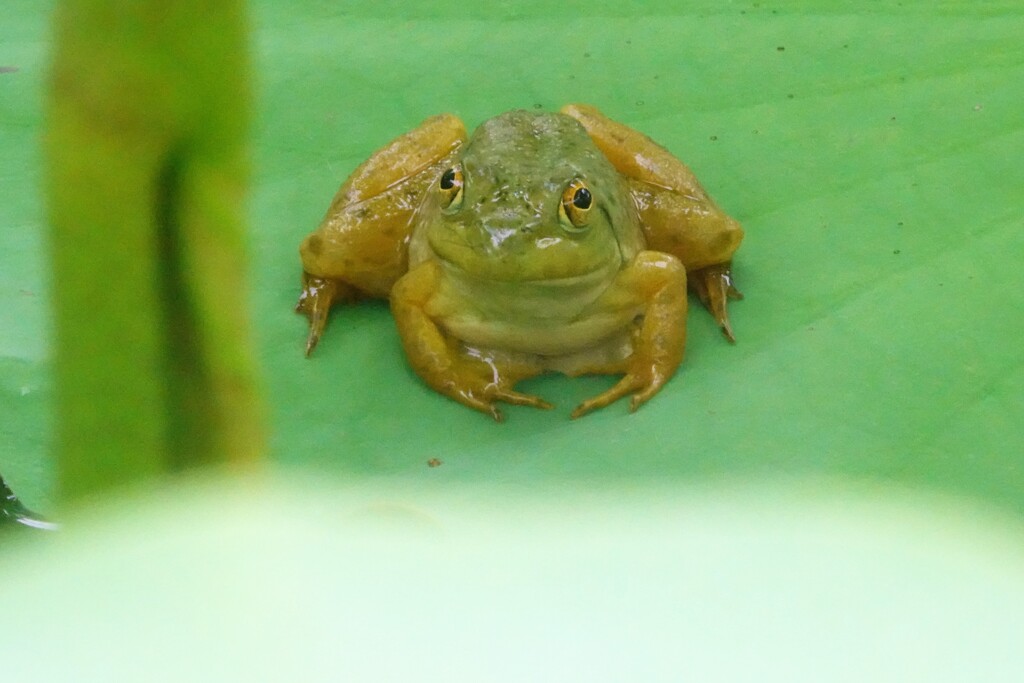 睨めっこ
