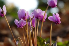 原種のシクラメン
