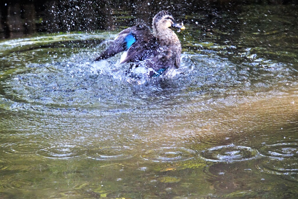 鴨の水浴び