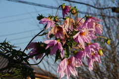 霜にヤラレタ～