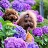 紫陽花と撮影