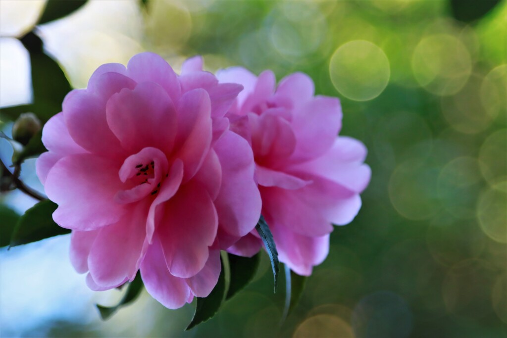 山茶花