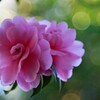 山茶花
