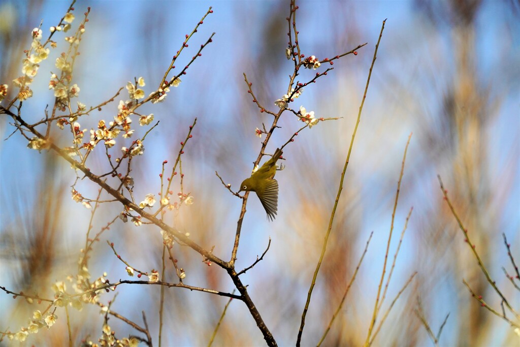 梅の木にメジロ