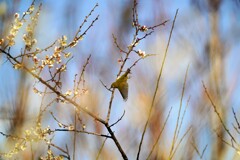 梅の木にメジロ