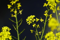 菜の花畑