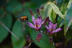 ホトトギスに蜂