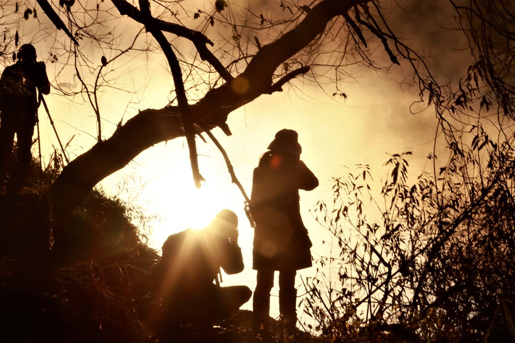 川辺で白鳥を撮る