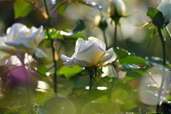 白薔薇