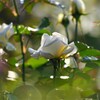 白薔薇
