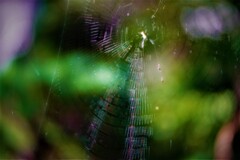 朝の蜘蛛糸