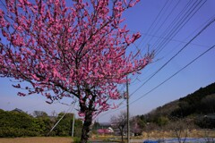 道端の花桃