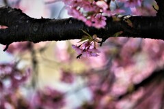 ああっ～忙しぃ