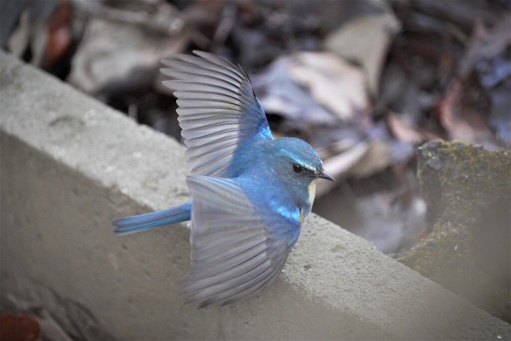 ルリビタキ