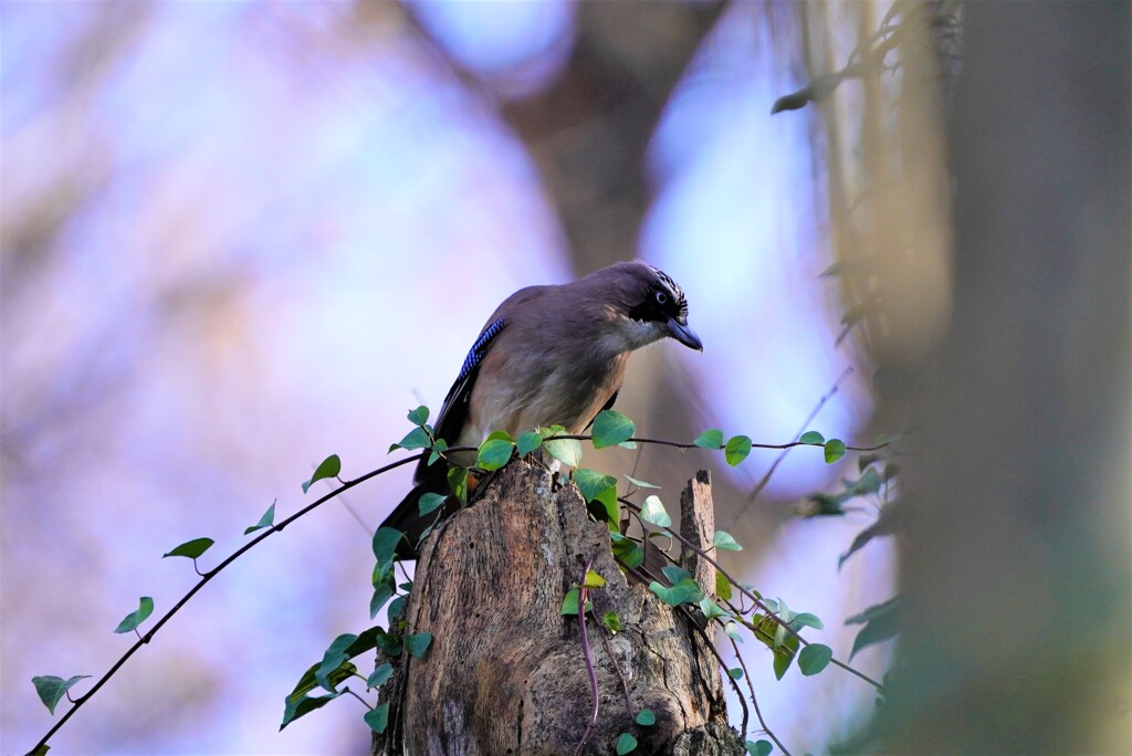 山の中をウロチョロ