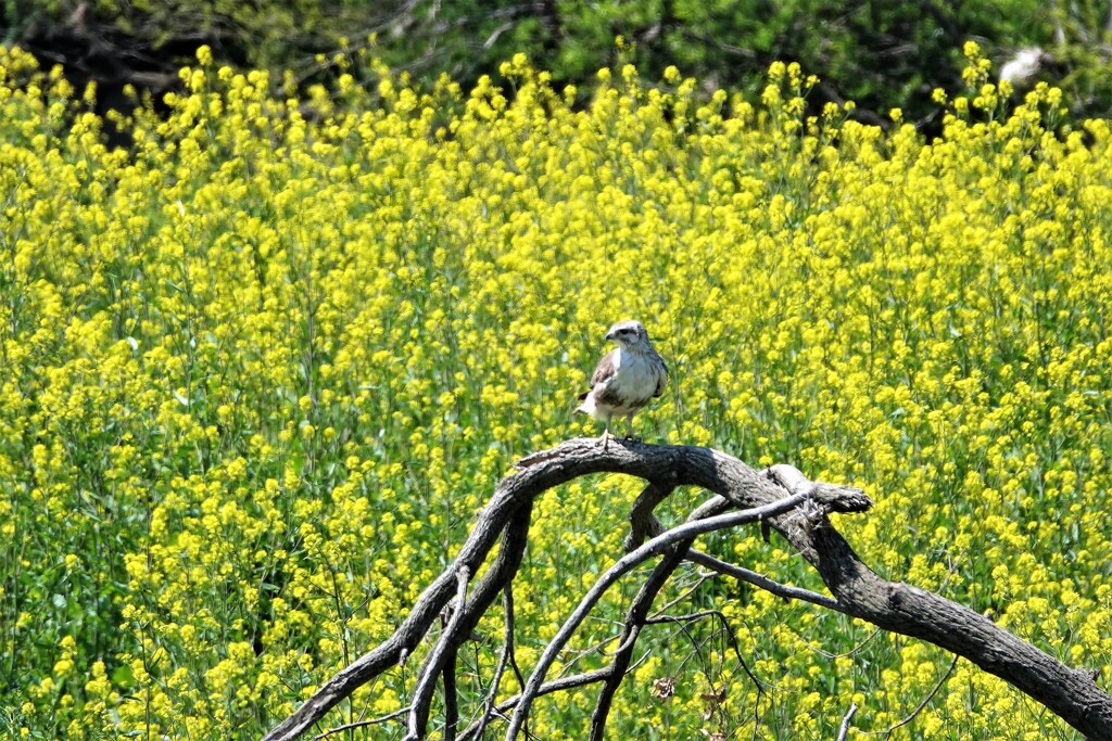 菜の花とノスリ