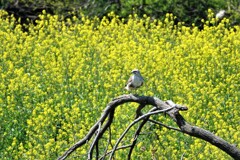 菜の花とノスリ