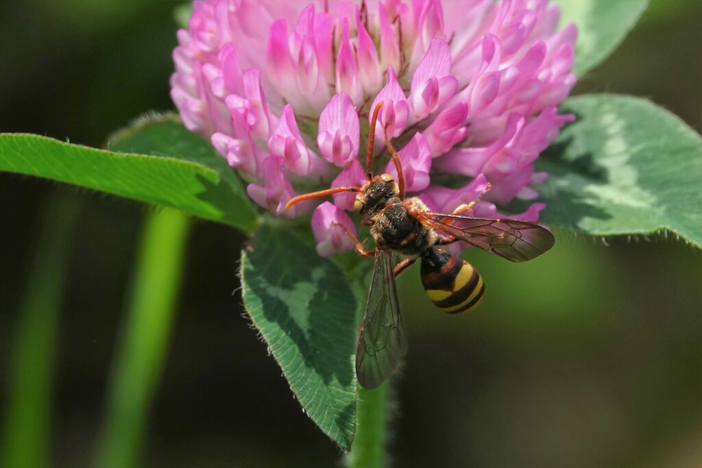 綺麗な花が好き