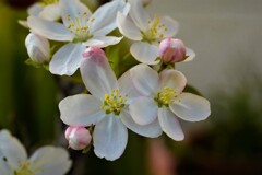 リンゴの花が満開