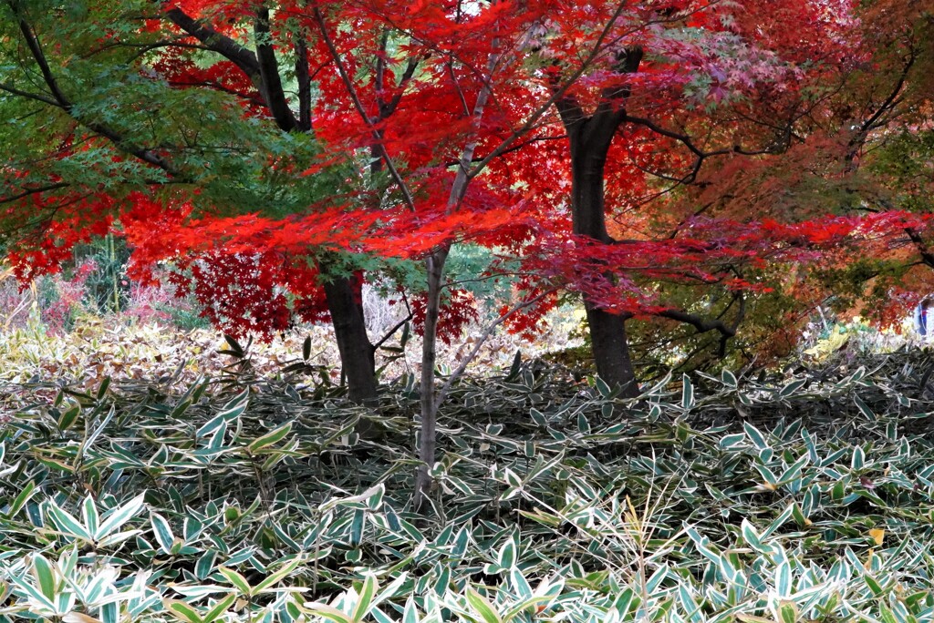 笹と紅葉