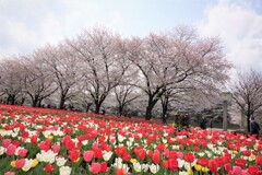 チューリップと桜