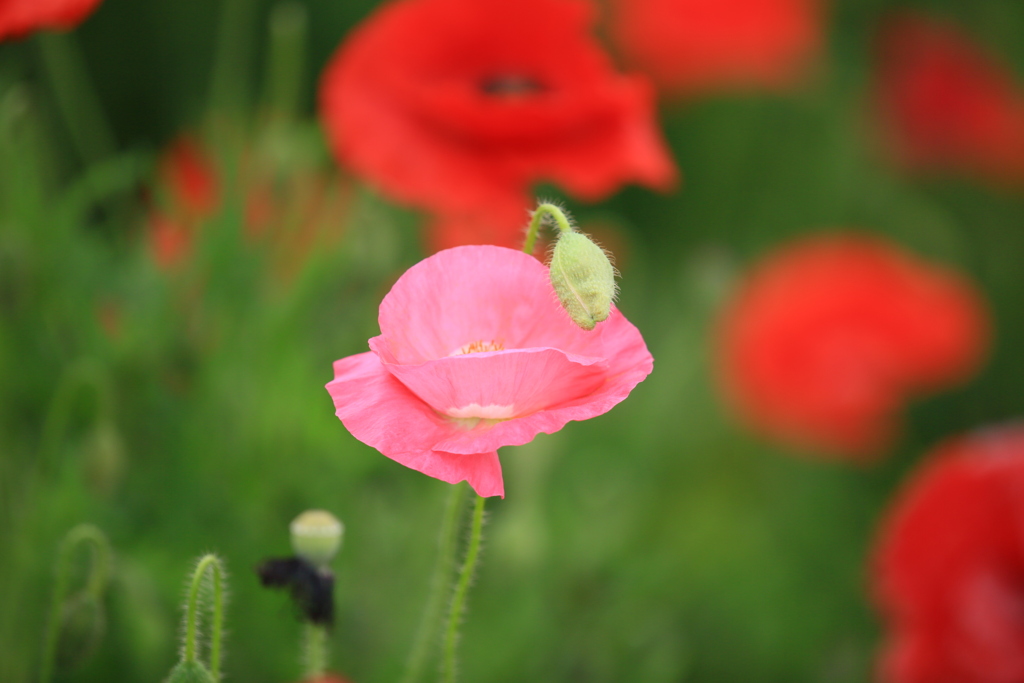 去年も綺麗だった