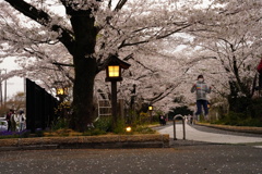 桜の横でジャンプ