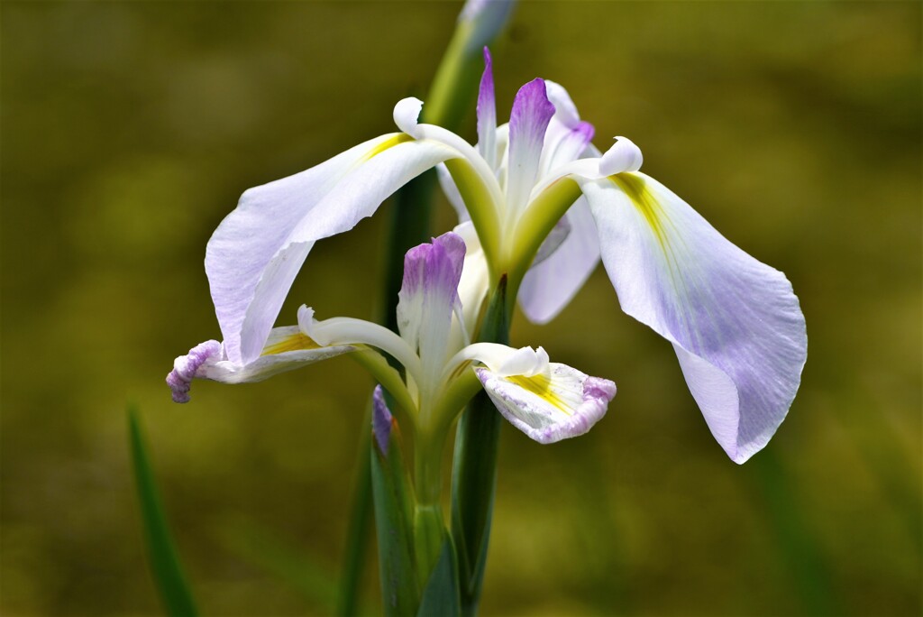 花菖蒲４